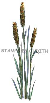 O-21 Cattails